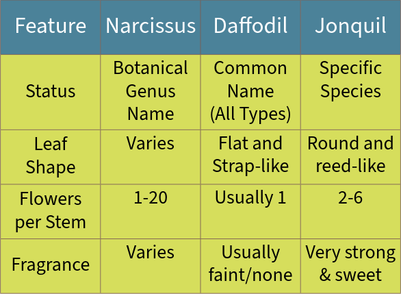 Quick ID Guide to Daffodils vs jonquils vs narcissus