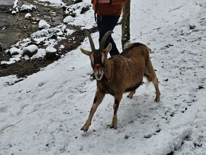 Moritz mit rotem Packsattel beim Ziegentrekking im verschneiten Wald – energisch, führungsstark & voller Tatendrang