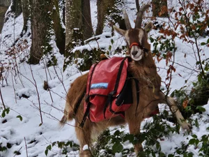 Max beim Winterspaziergang durch den Schnee – neugieriger Blick, ruhige Ausstrahlung, typisch Toggenburger Mix
