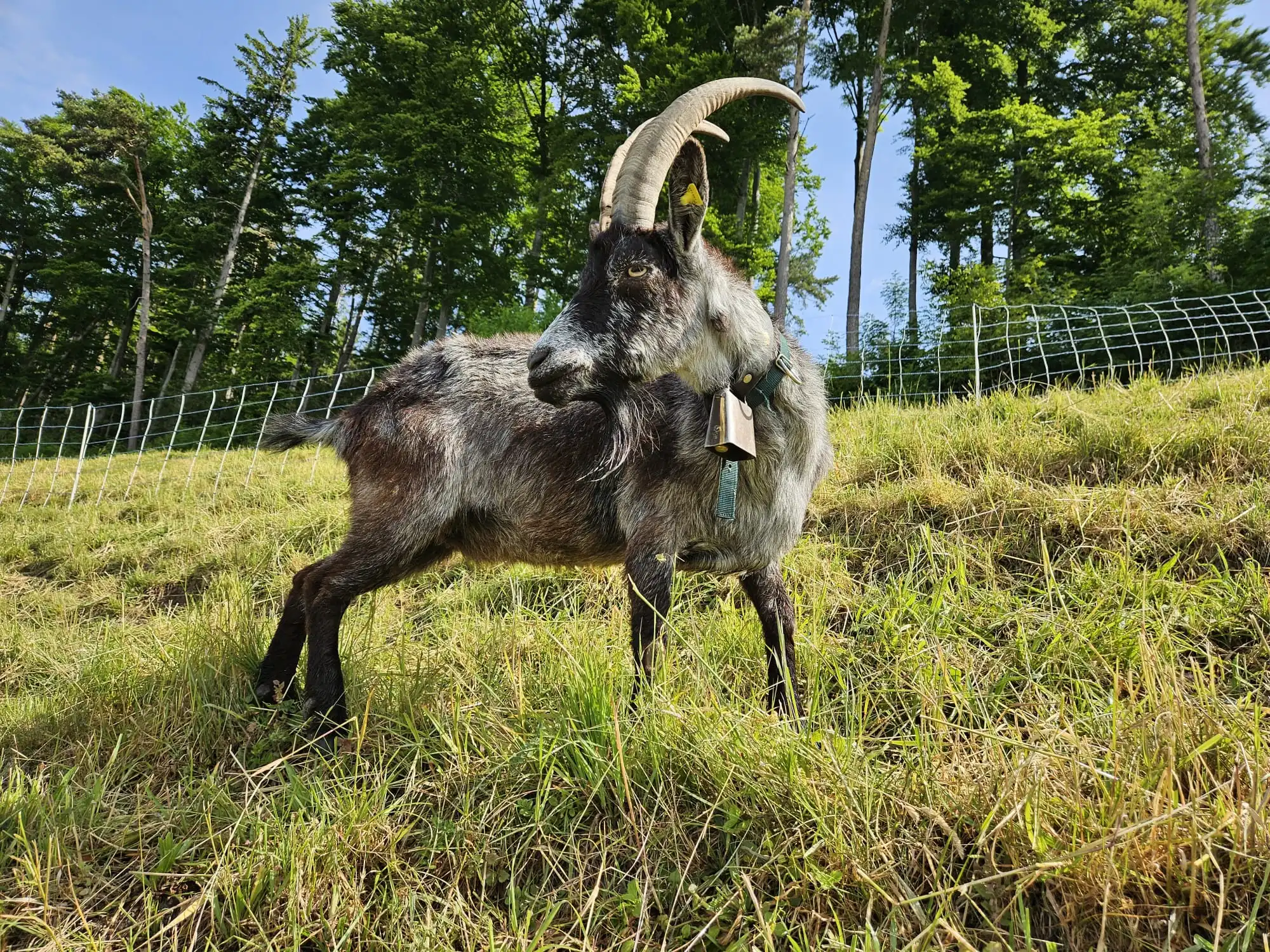 Mona – elegante Capra Grigia Ziege beim Klettern im grünen Hang