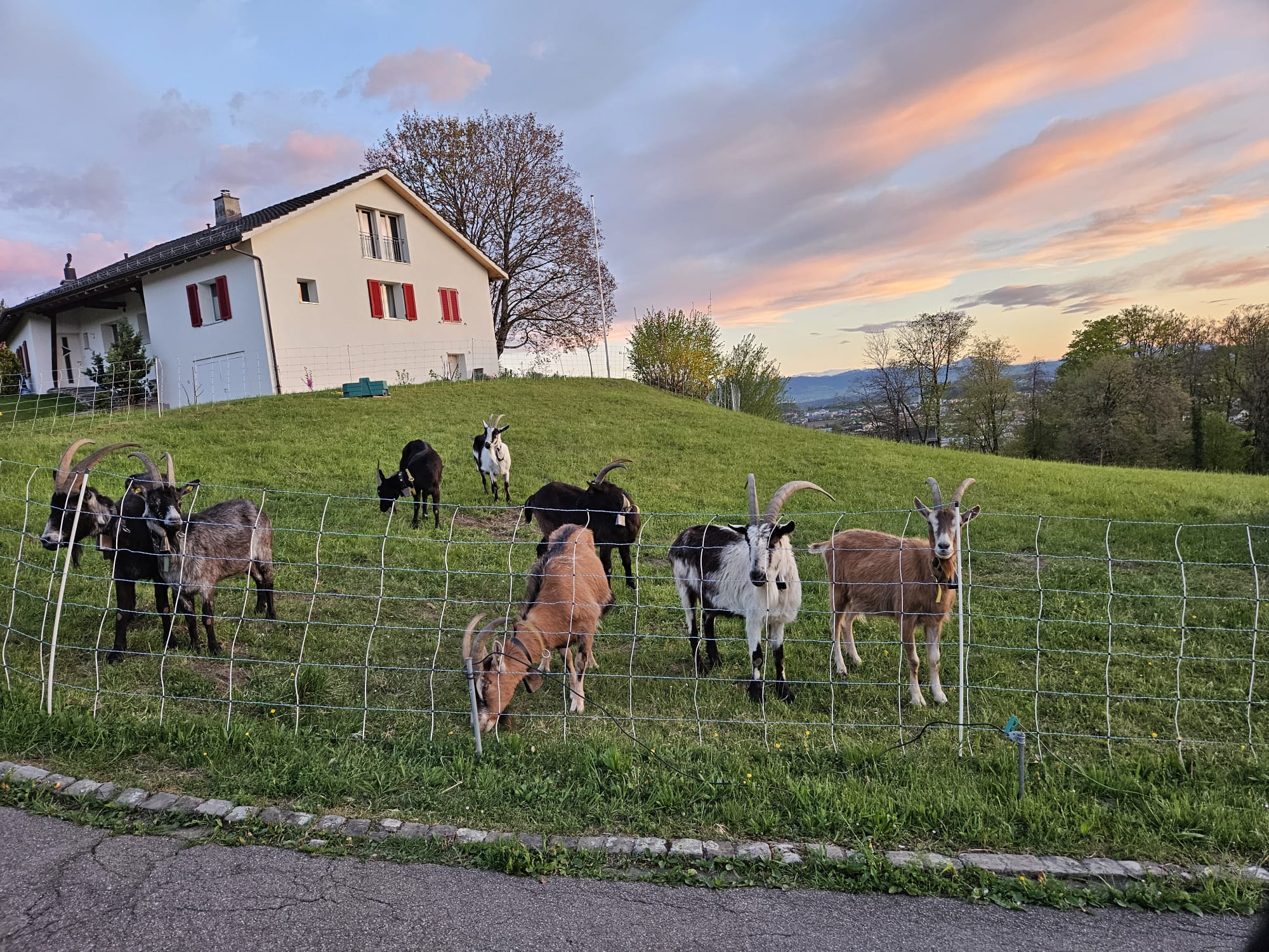 Ziegen grasen auf der Weide vor dem Gufelgeiss-Hof