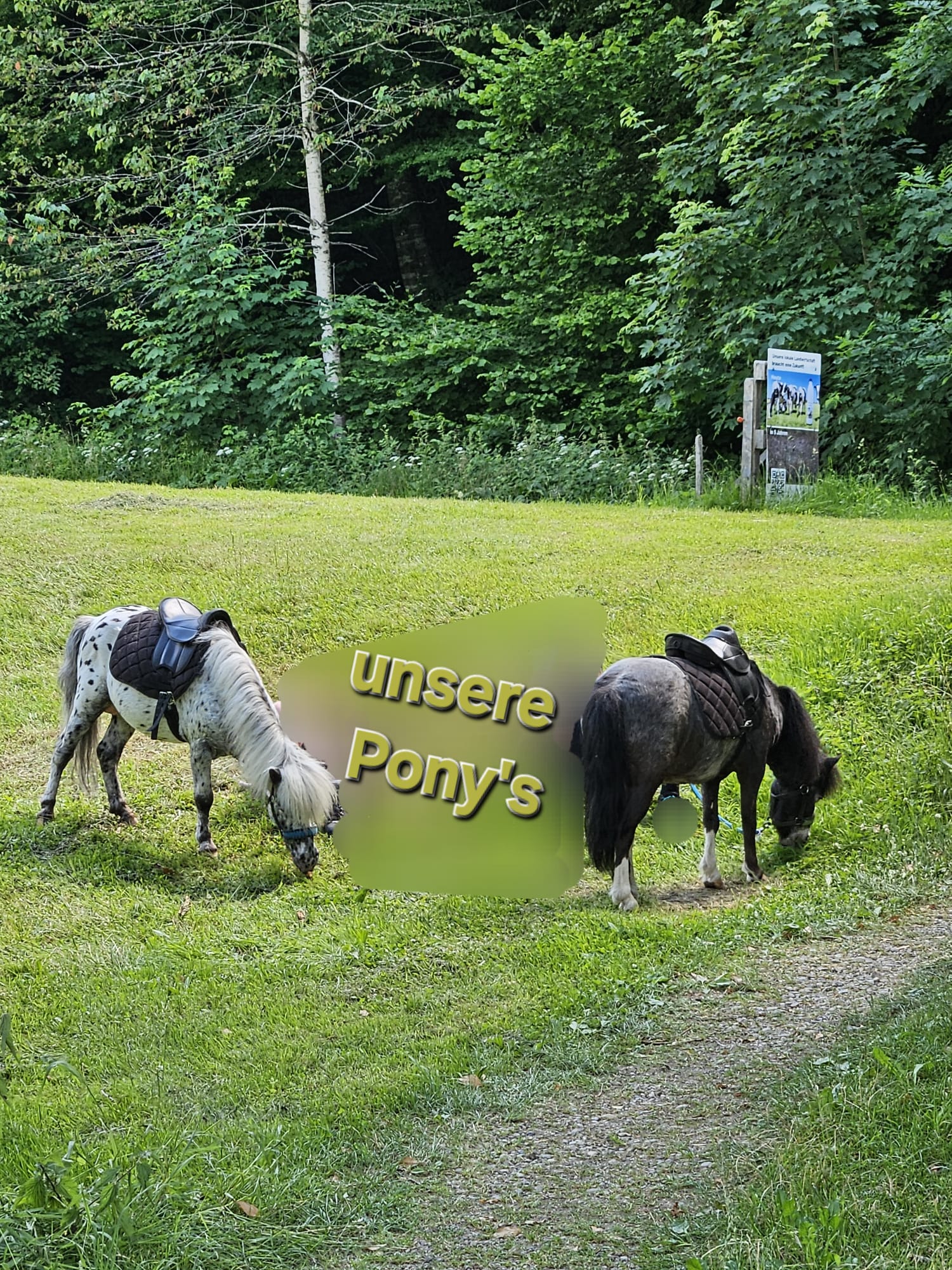 Kind reitet auf Pony beim Kindergeburtstag auf dem Hof