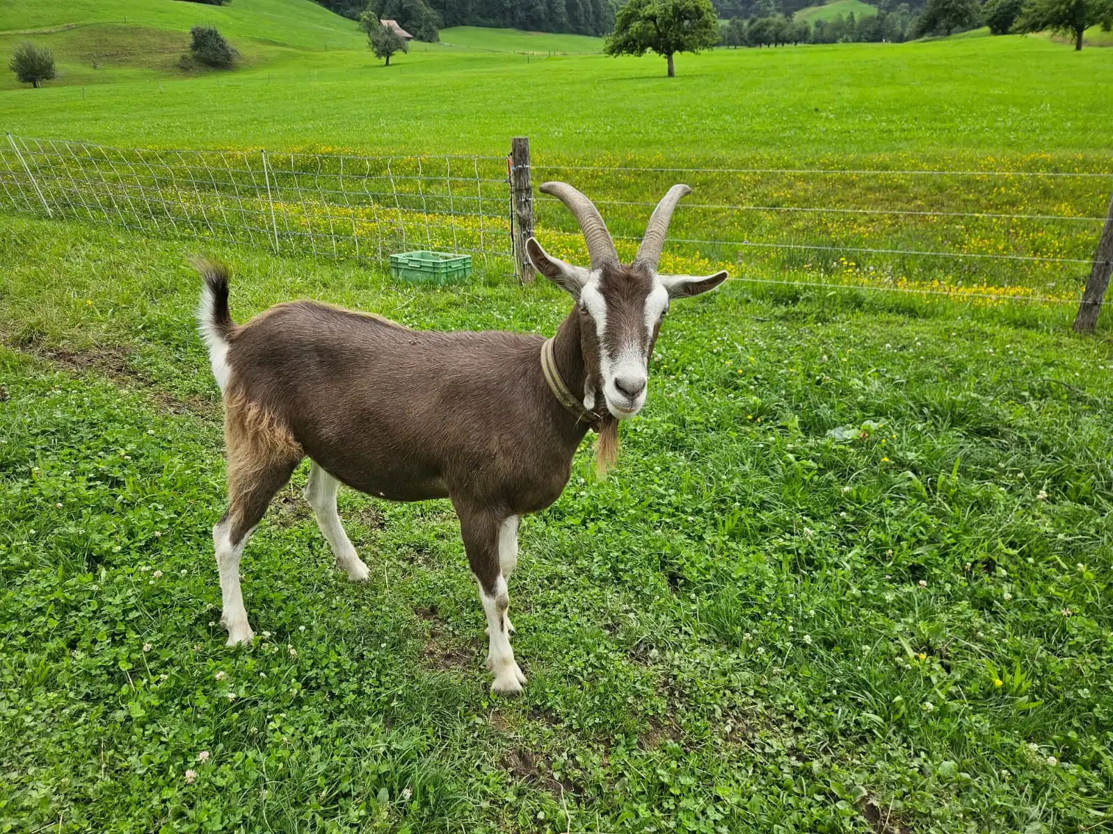 Jungziege Plasch – neugierig auf der Wiese mit markantem Hörnerbogen