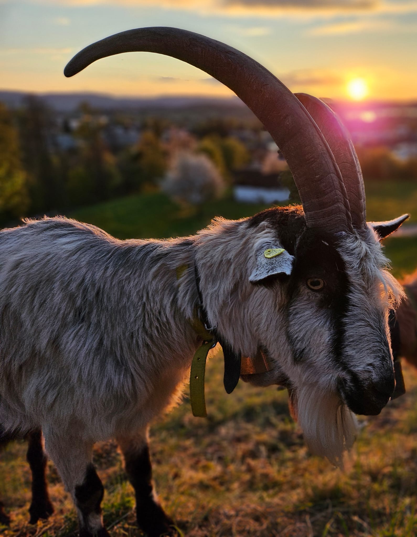 Kasimir, Pfauenziege von Gufelgeiss, im Abendlicht