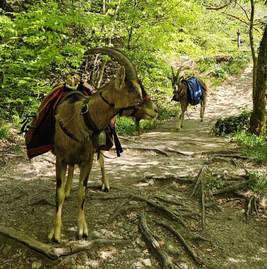 Förster Lukas erklärt beim Ziegentrekking den heimischen Wald