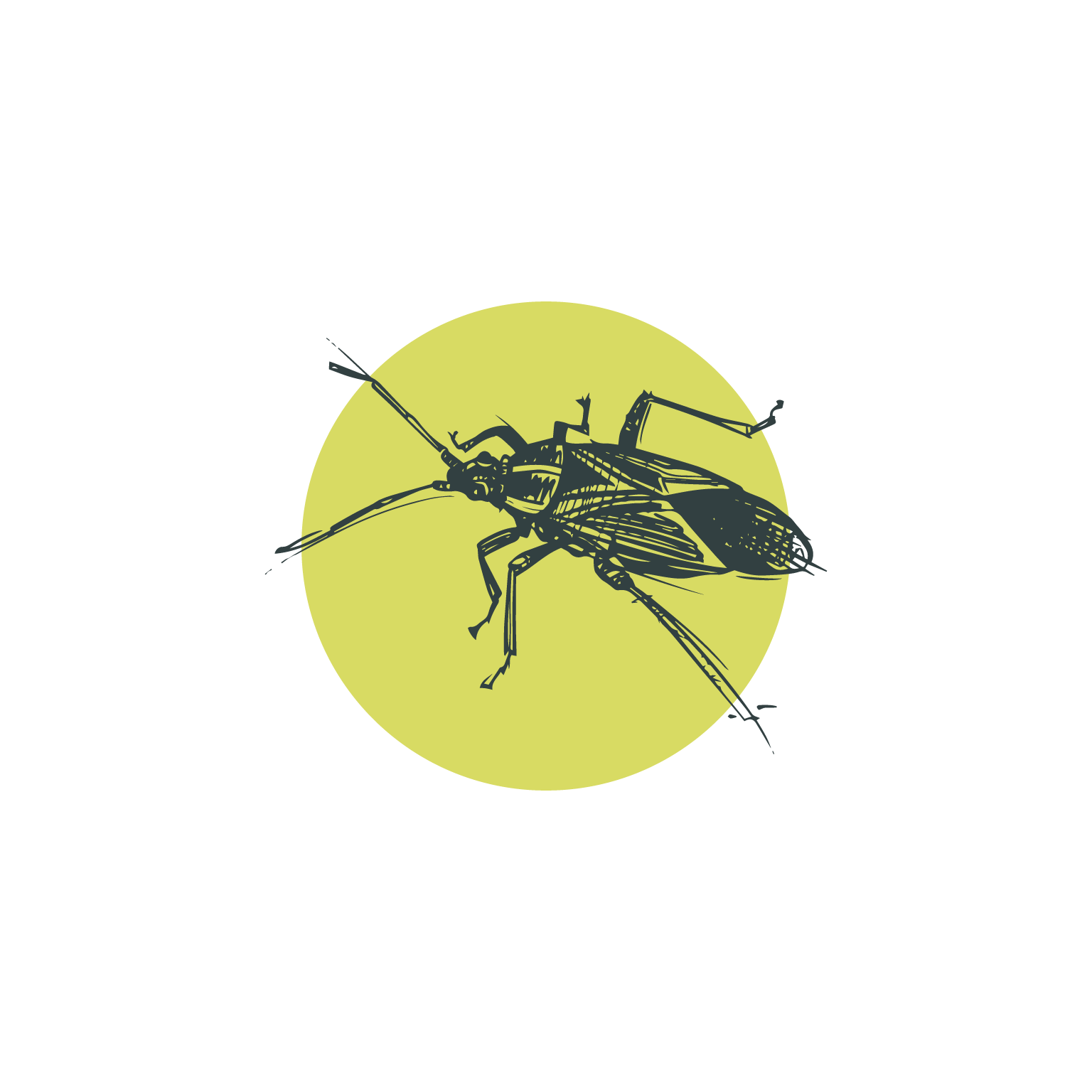 Box elder bug exterminator