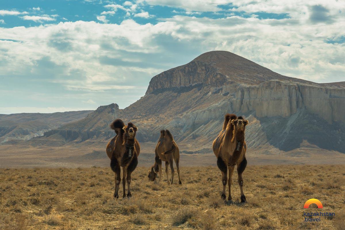 Camellos en la estepa de Kazajistán durante el verano, paisaje típico de Asia Central