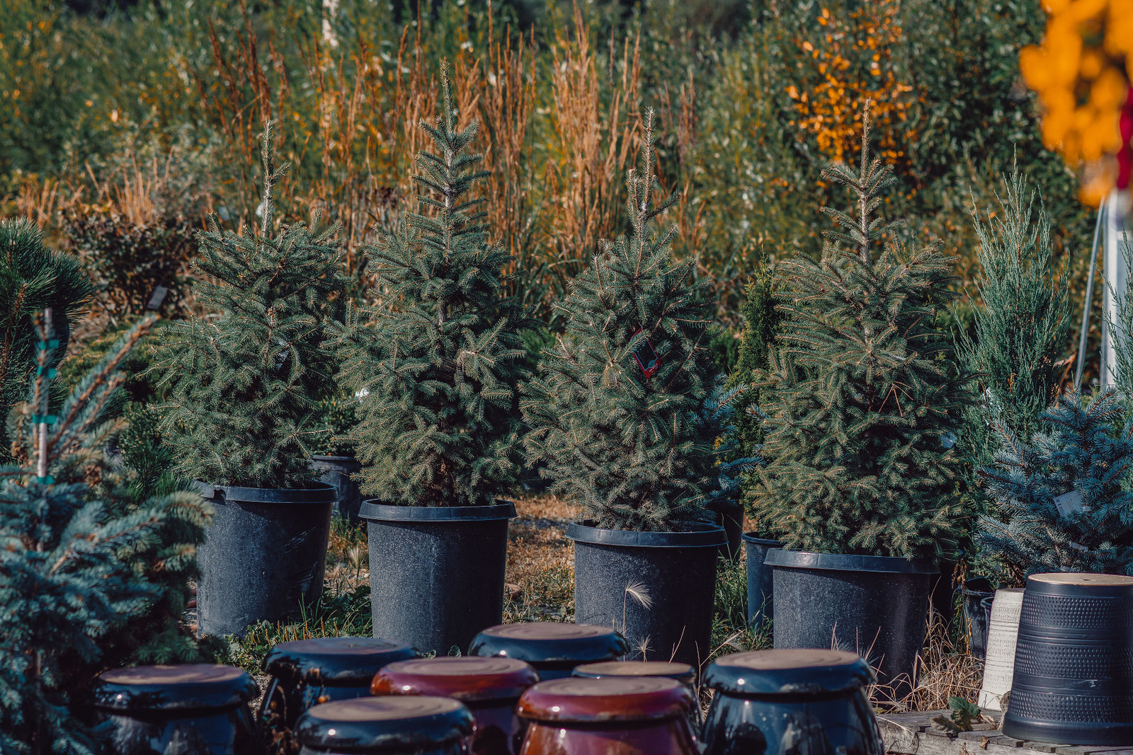 High-Quality Trees at Walker Greenhouses | Explore Our Selection