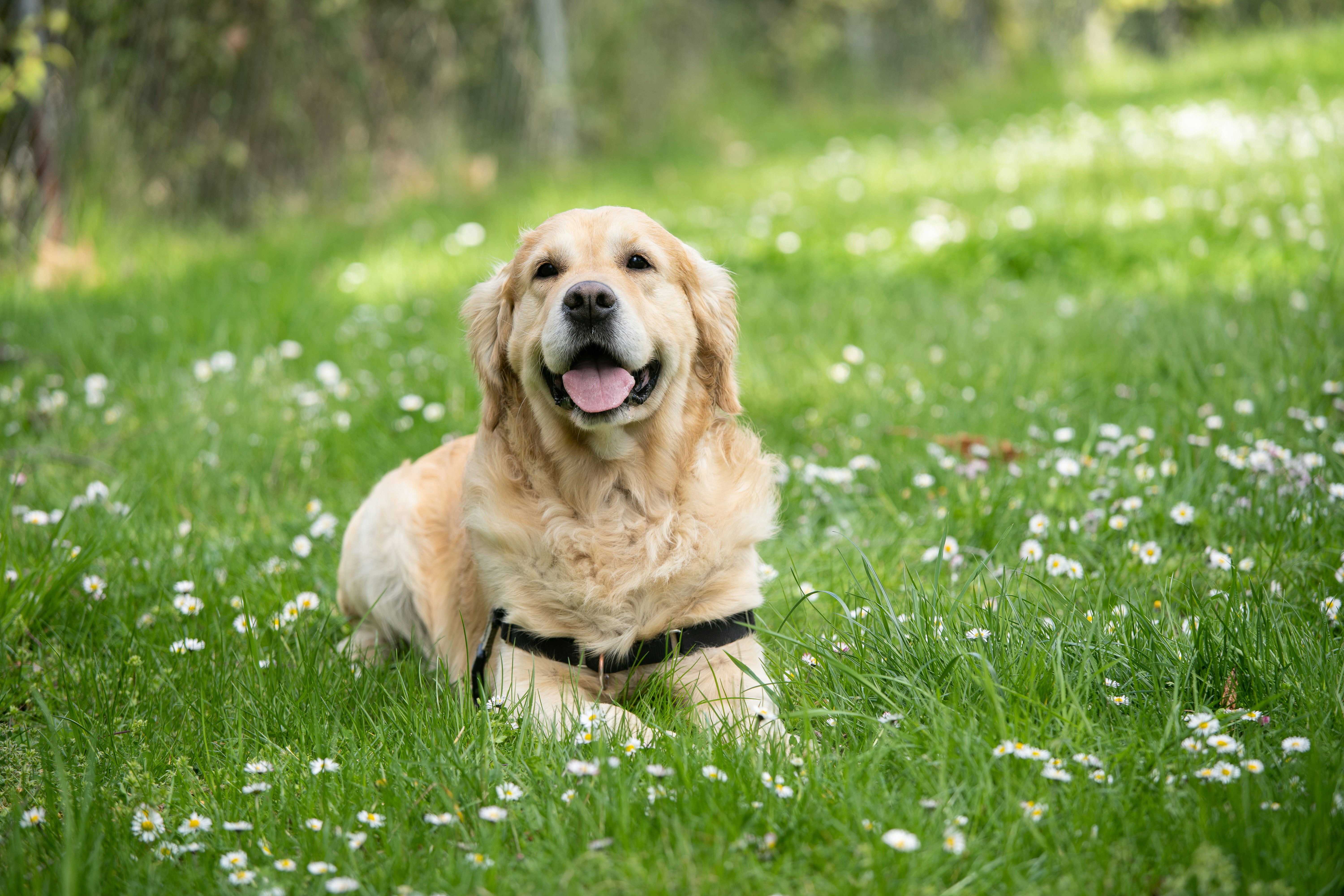 Marche active pour chiens