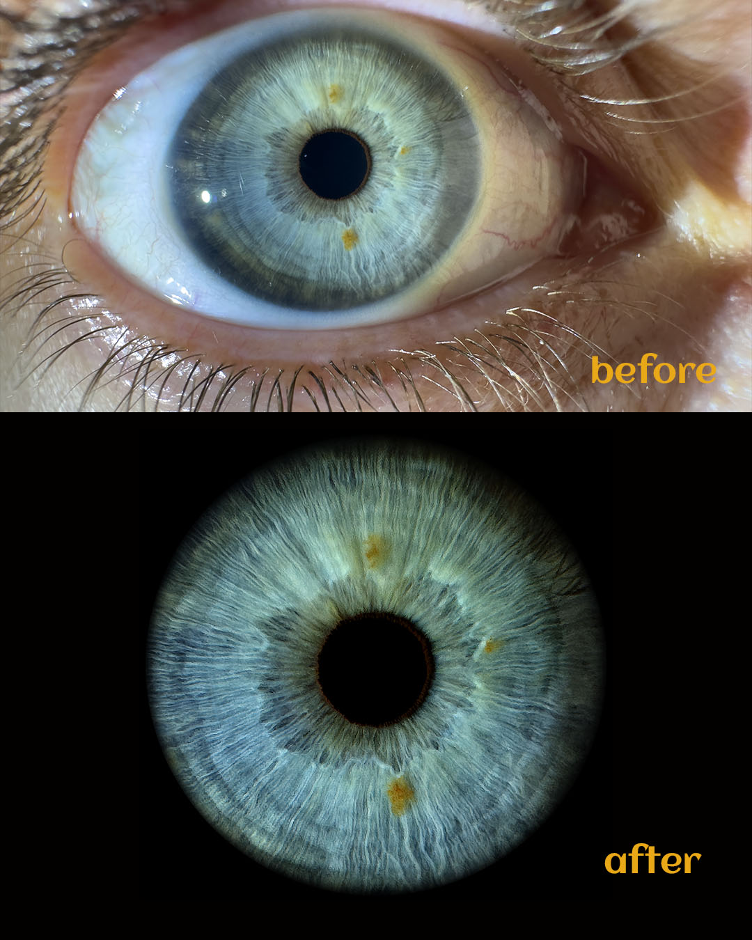 Warm amber iris