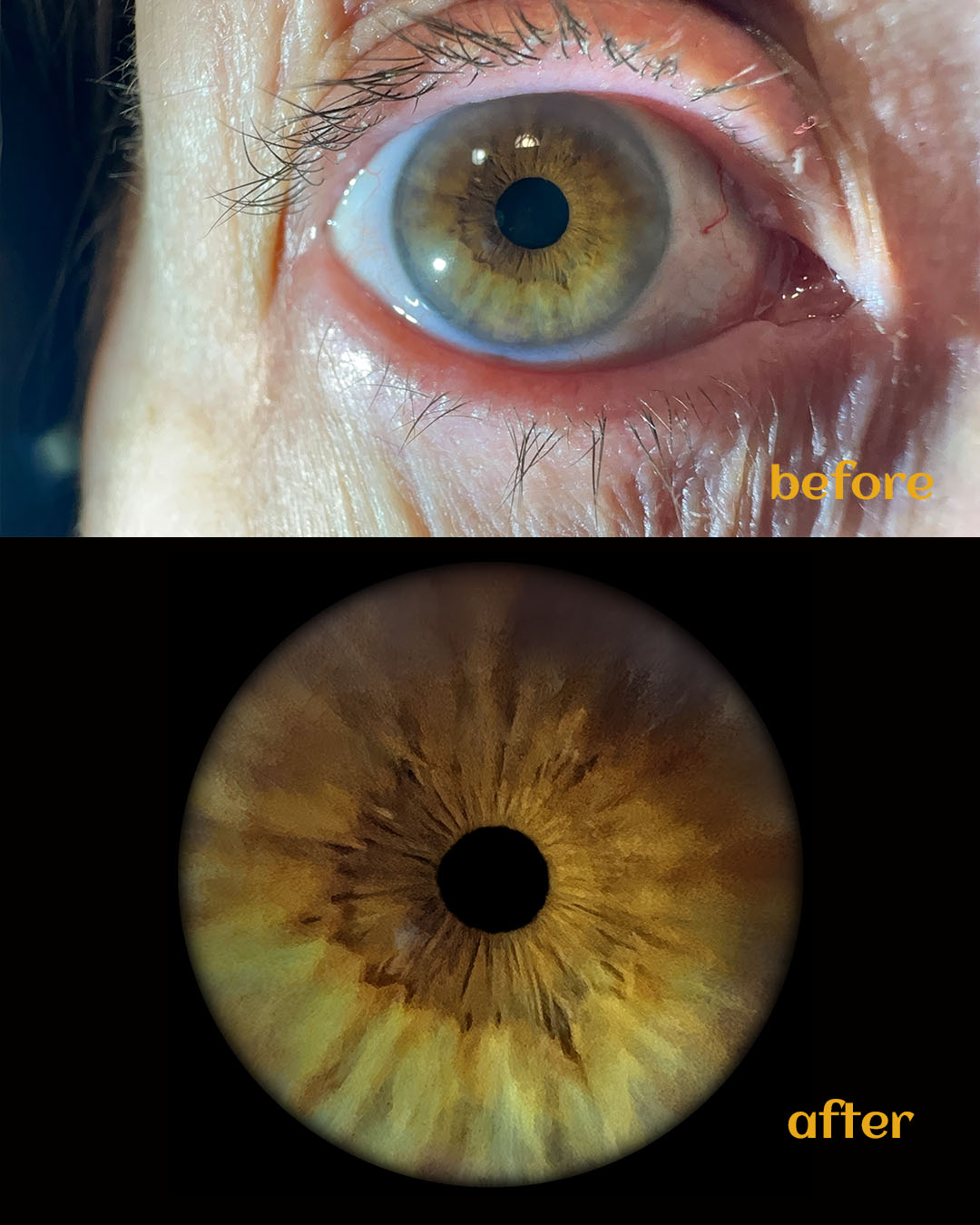 Deep blue iris