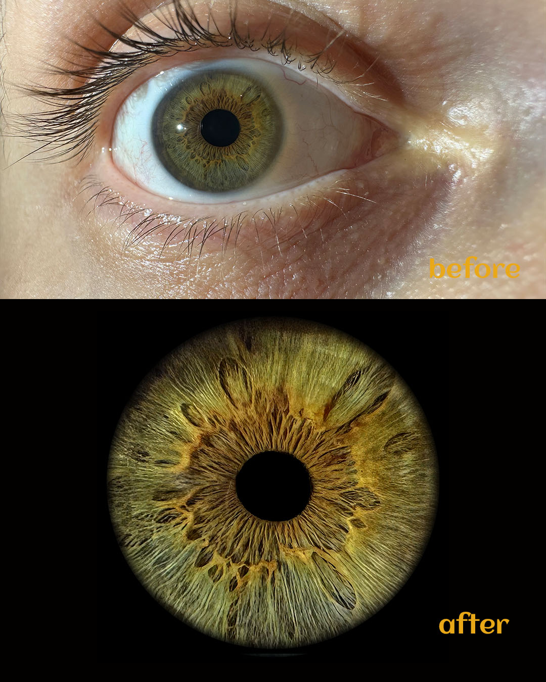 Vivid green iris