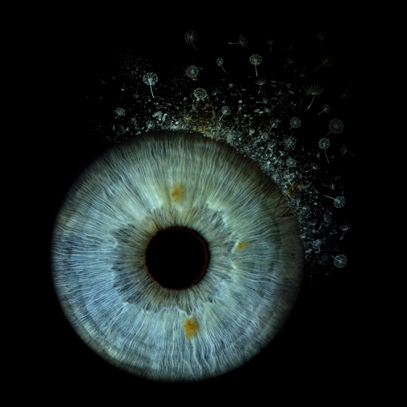 Dandelions effect