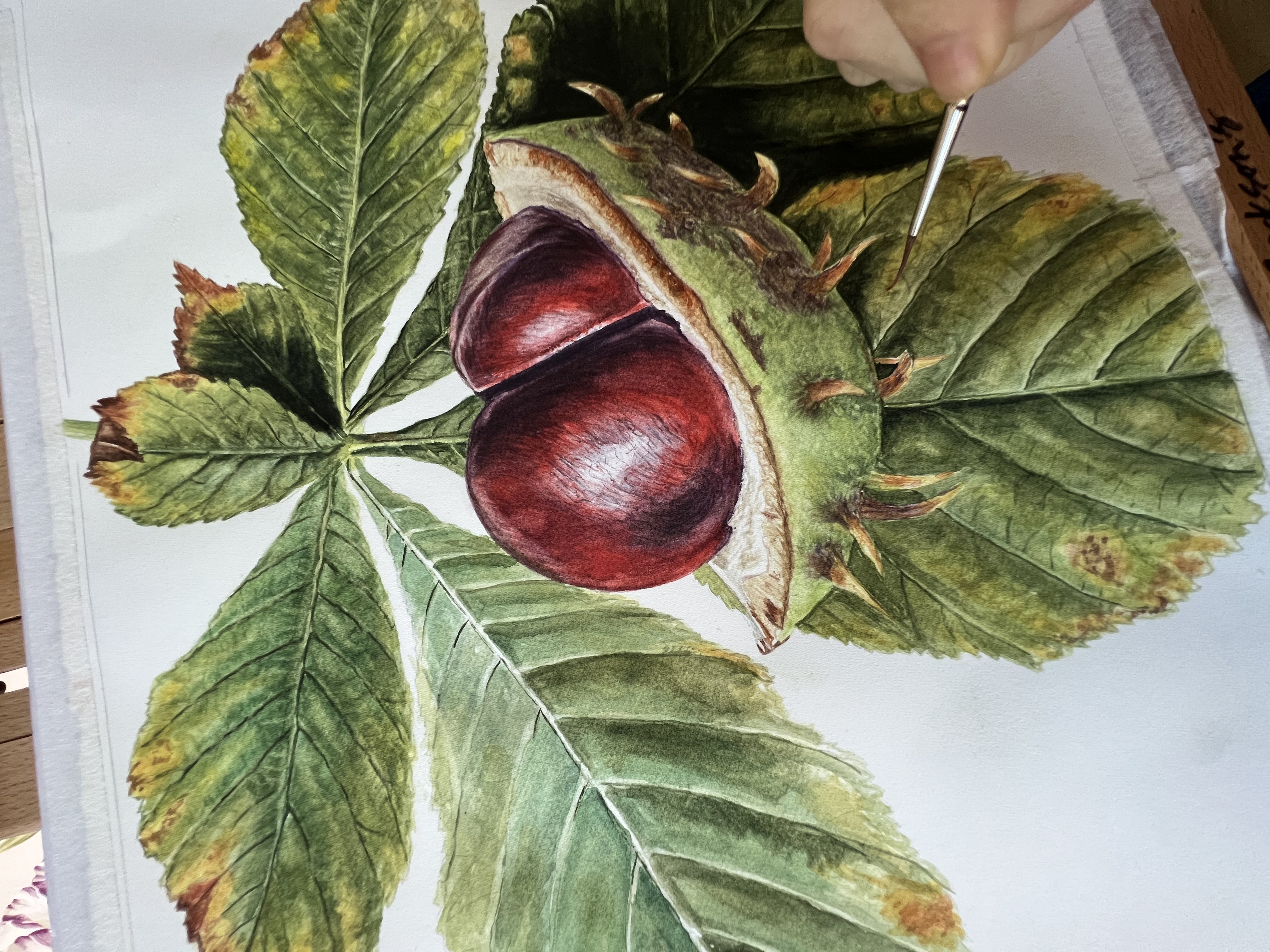 Close-up detail of a horse chestnut watercolour painting being finished by hand