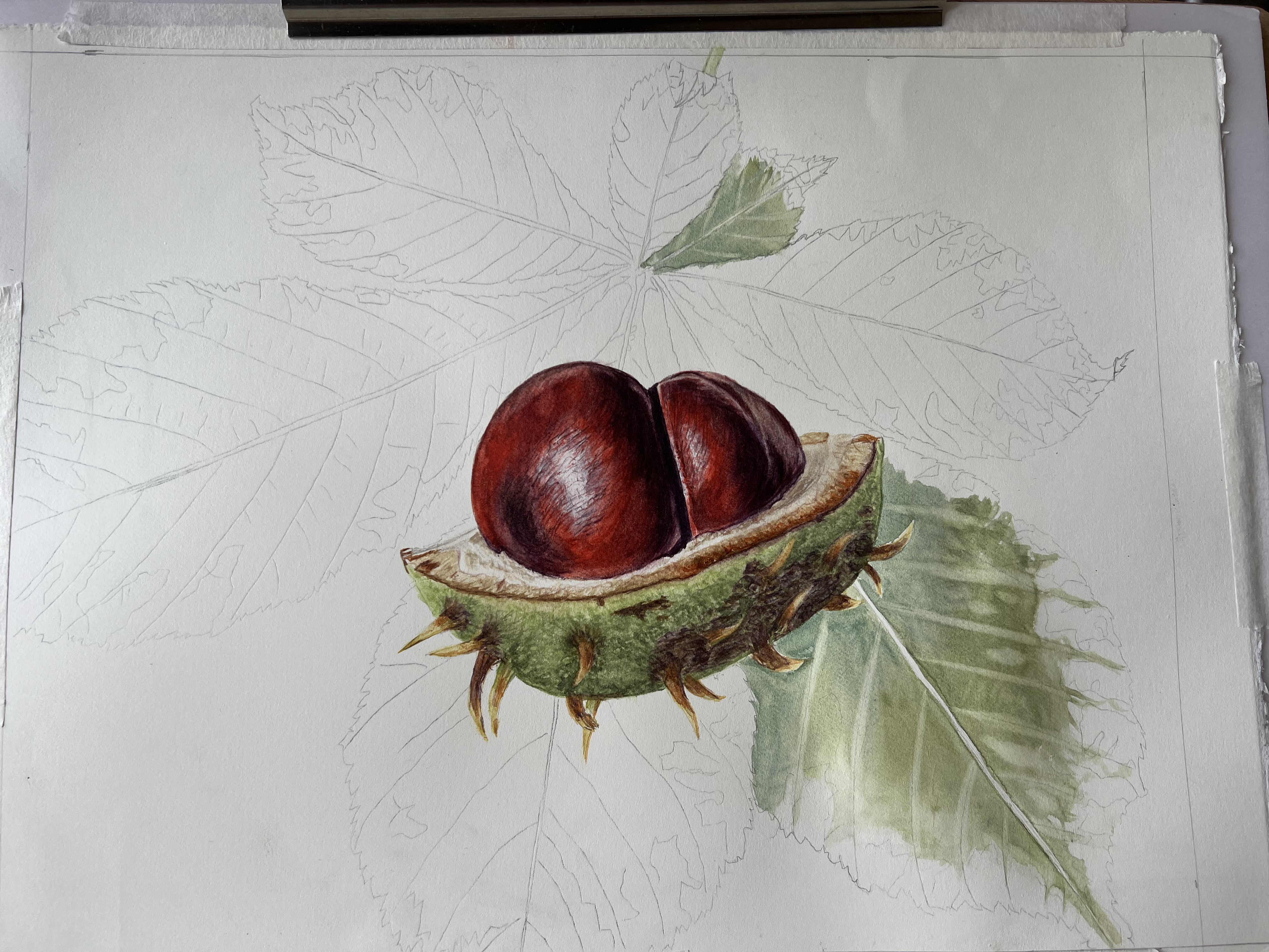 Botanical watercolour painting of a horse chestnut in progress, with pencil leaf outlines visible
