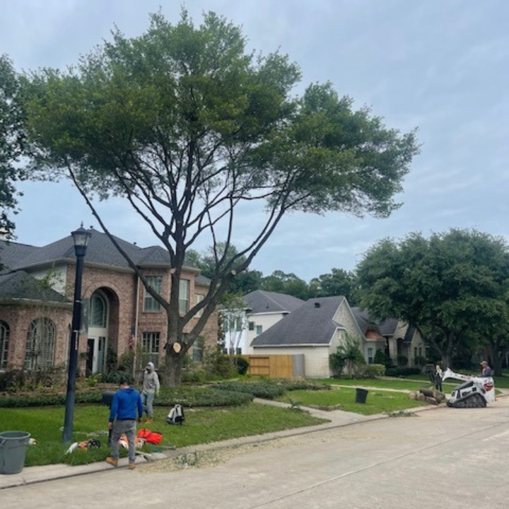 Tree Trimming