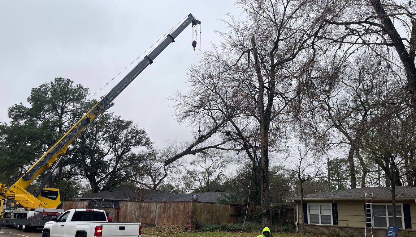 Tree Removal