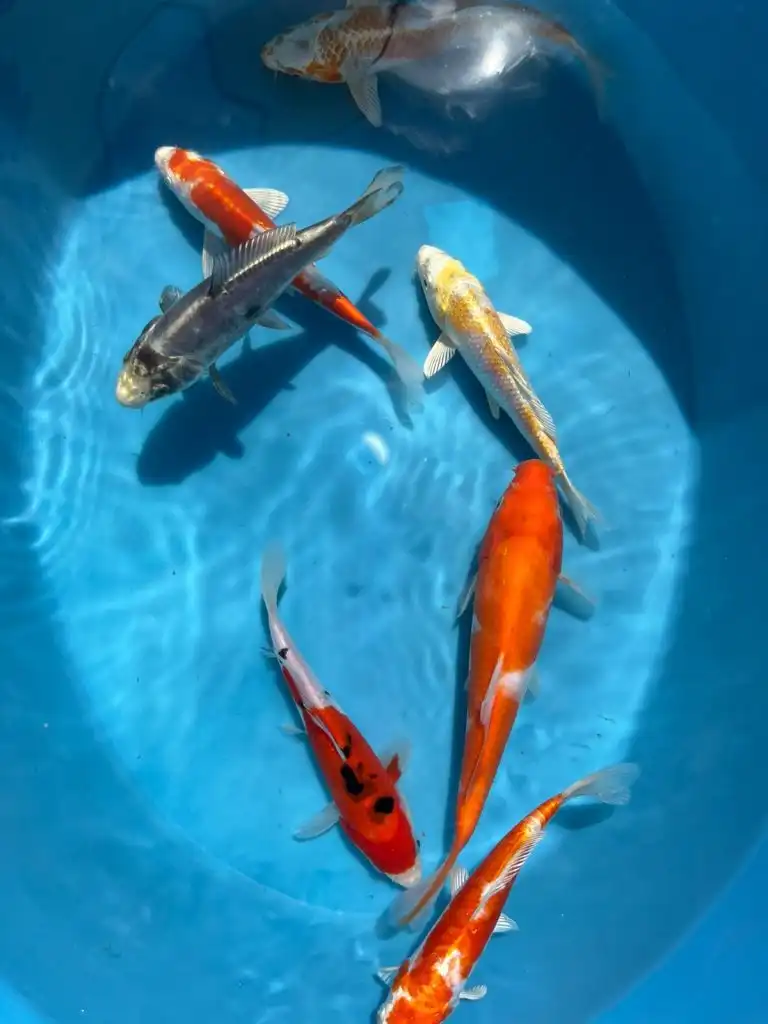 Raised with care koi swimming in clear water