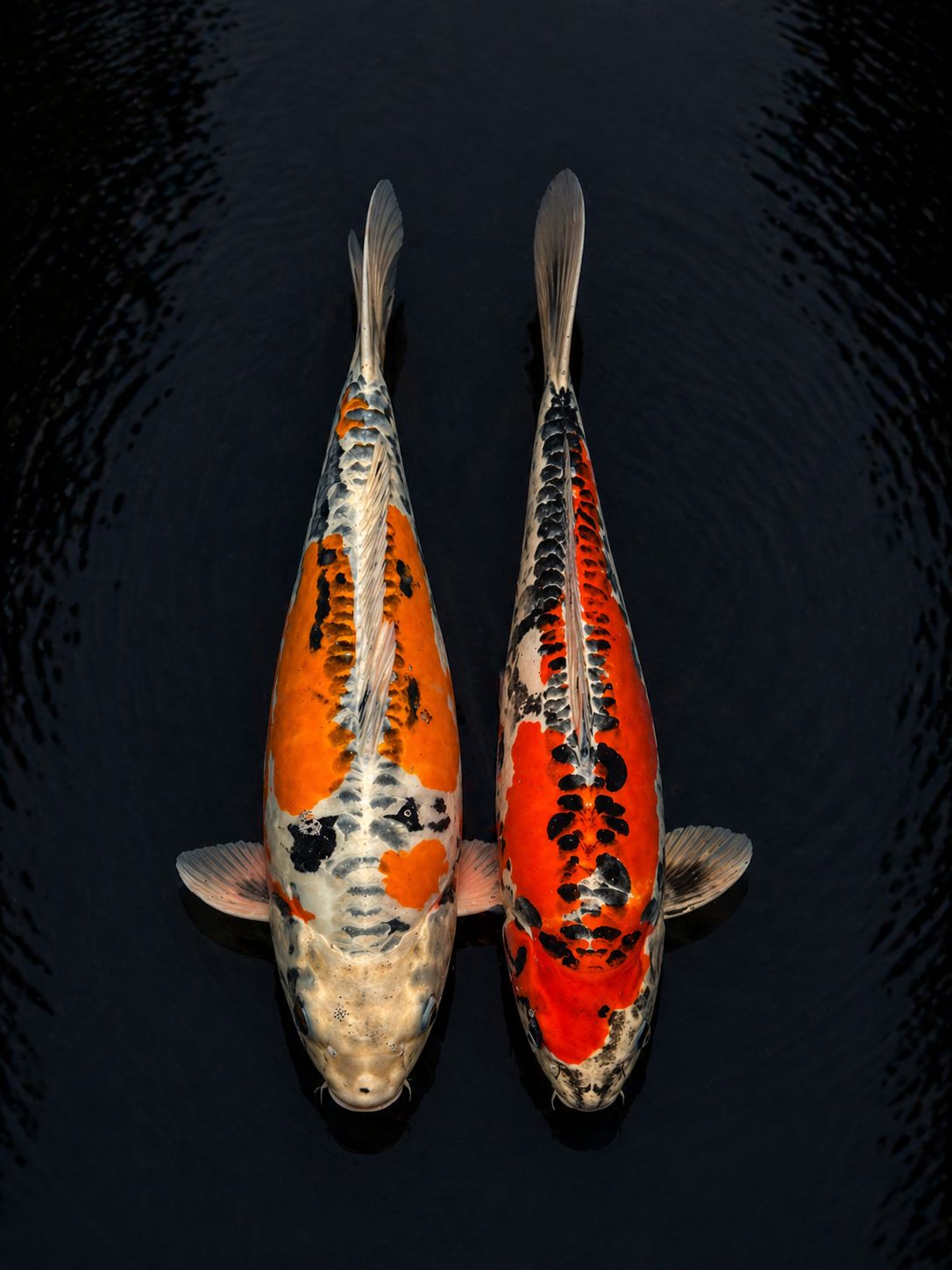 Kikuryu koi pair with metallic skin and contrasting hi and sumi patterns