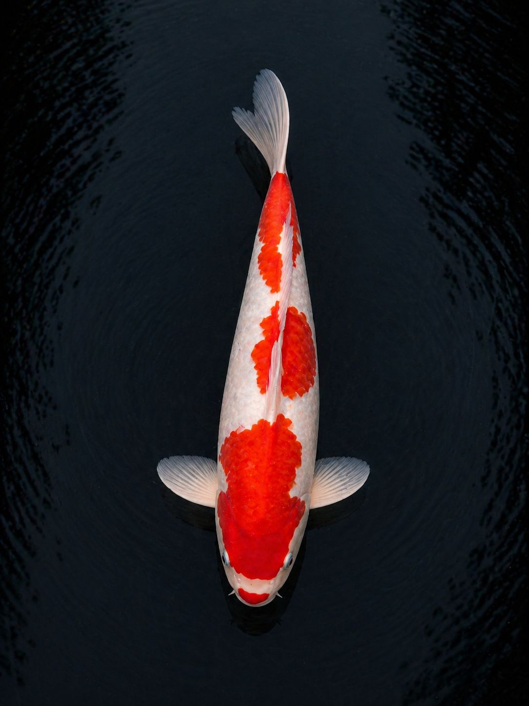 Kohaku koi with clean shiroji and bold hi plates