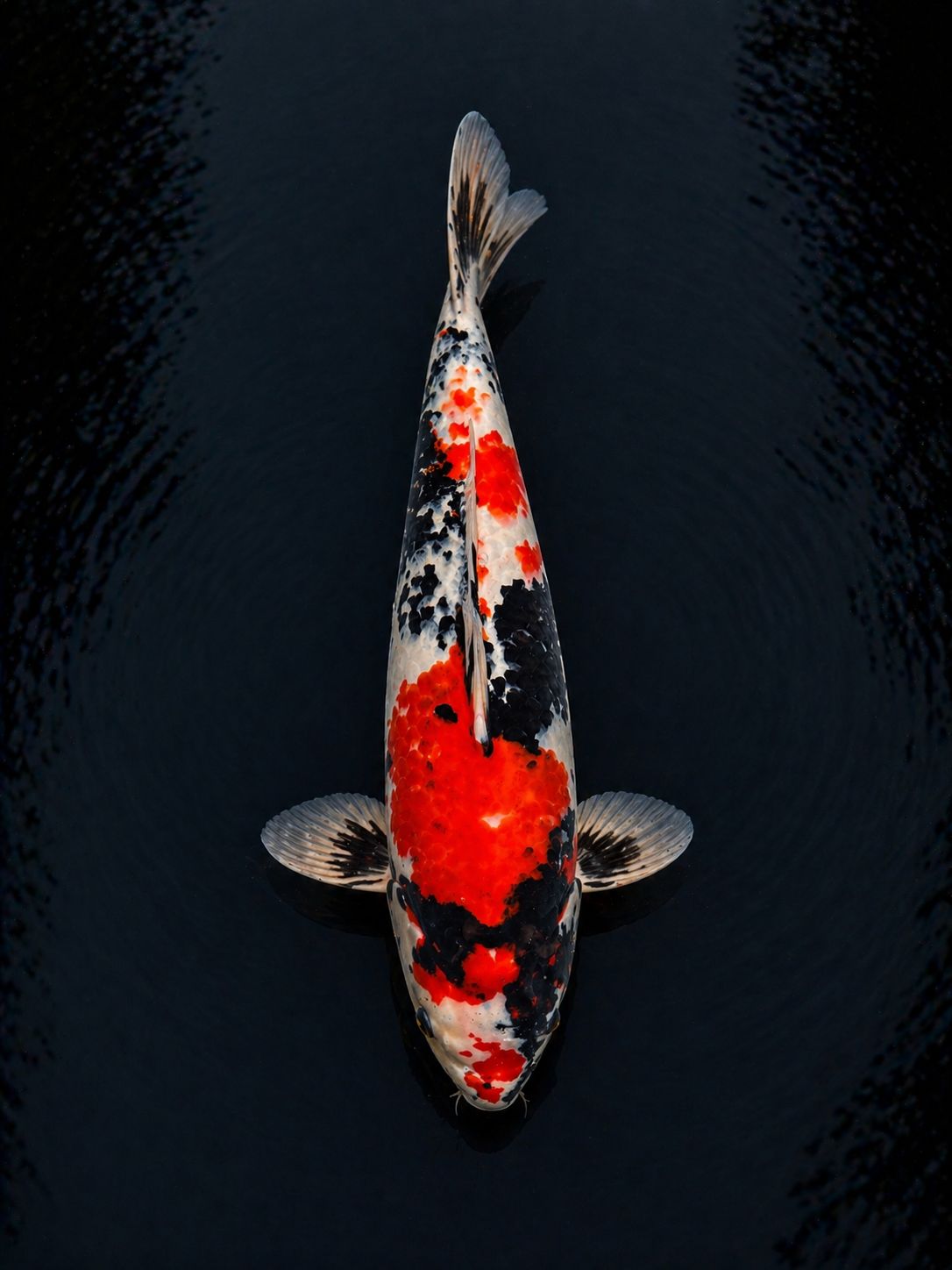 Showa koi with bold sumi, hi plates, and clean shiroji