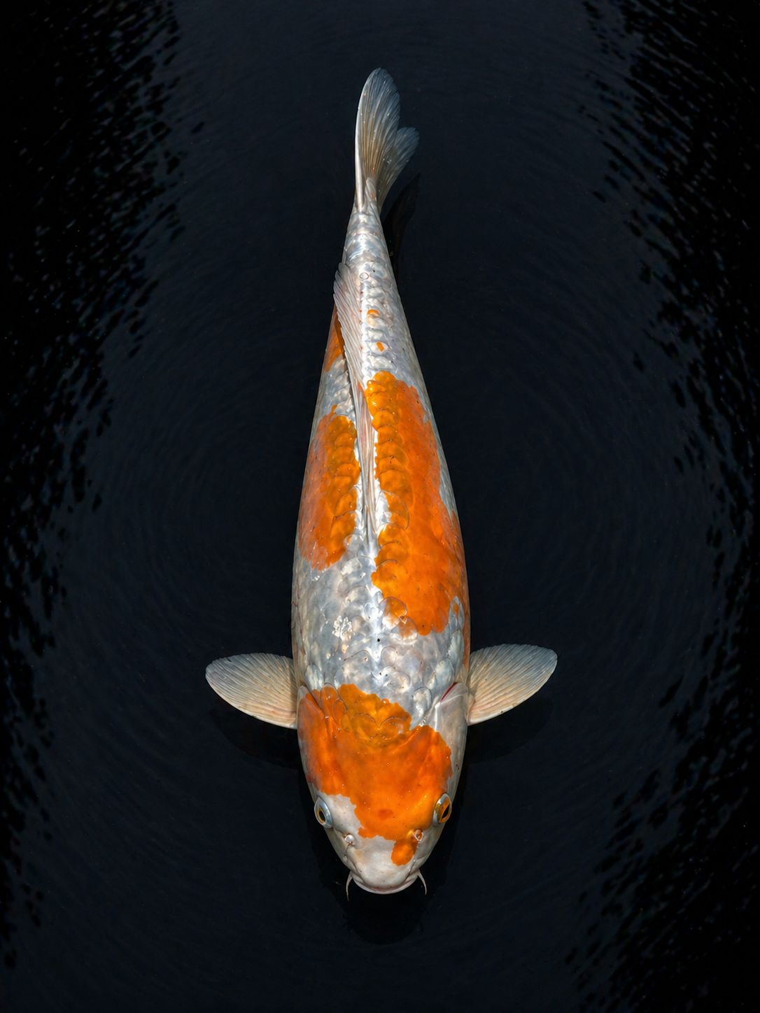 Ochiba koi with soft grey base and warm drifting hi pattern