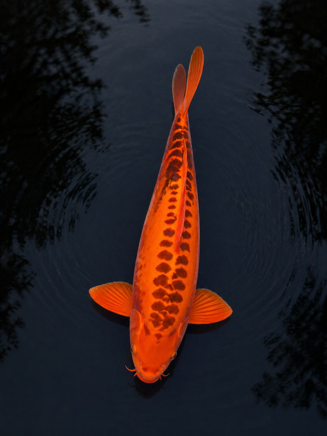 Doitsu Hi Bekko koi with vibrant hi and dorsal sumi markings