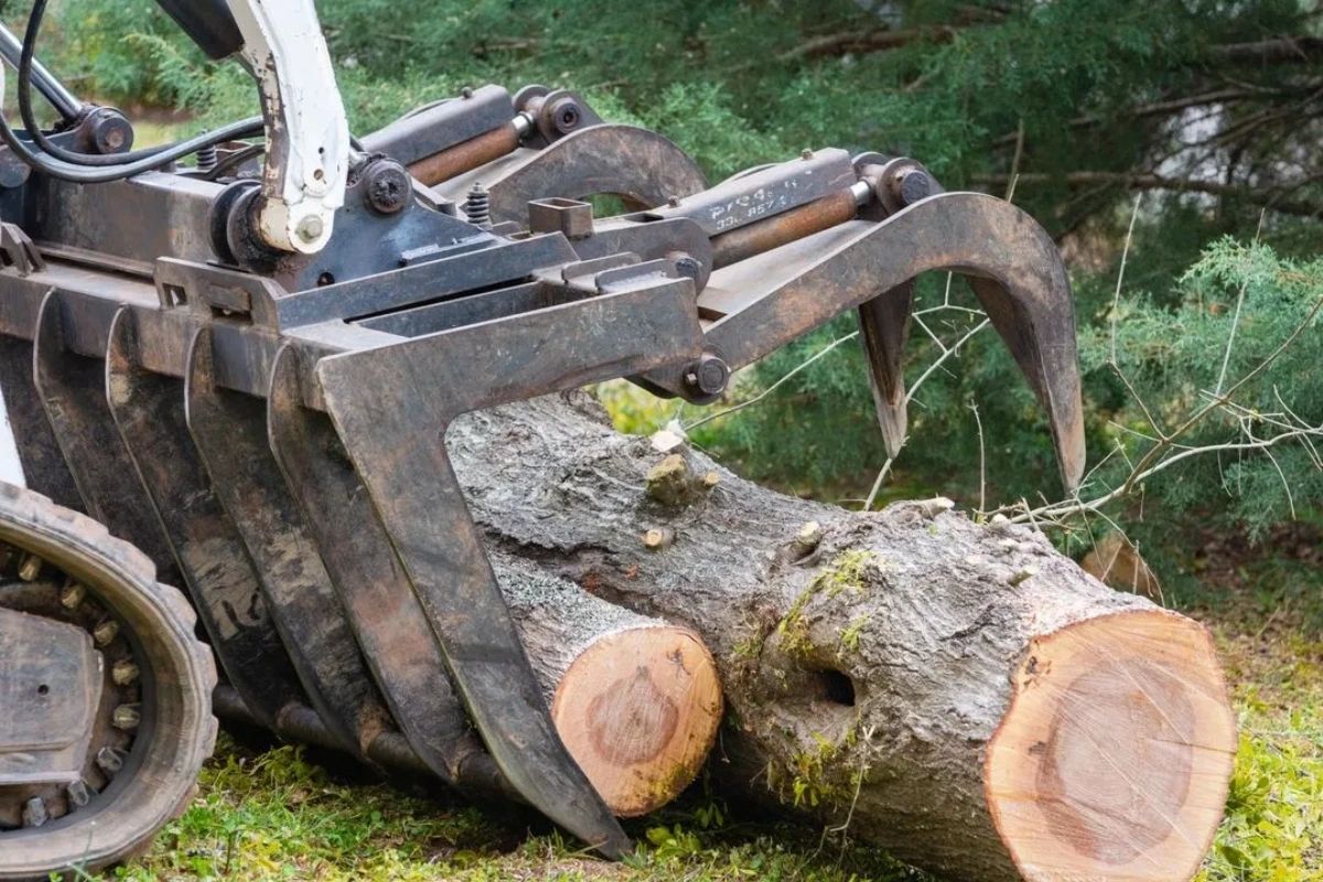 Professional Tree Removal in Greater Gainesville, FL