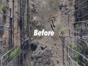 Land clearing in Shady spring wv