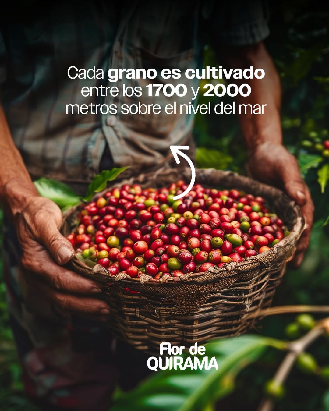 Flor de Quirama Instagram