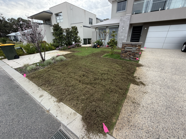 A lawn after vertimowing by Cotton's Mowing