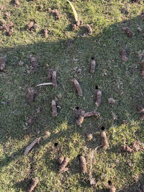 A lawn after coring by Cotton's Mowing