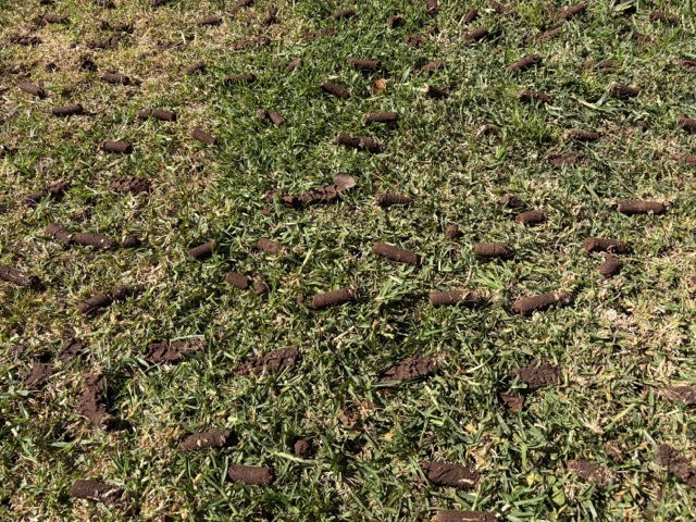 Coring work underway on a lawn by Cotton's Mowing