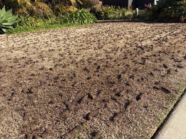 A cored lawn with soil plugs on the surface by Cotton's Mowing