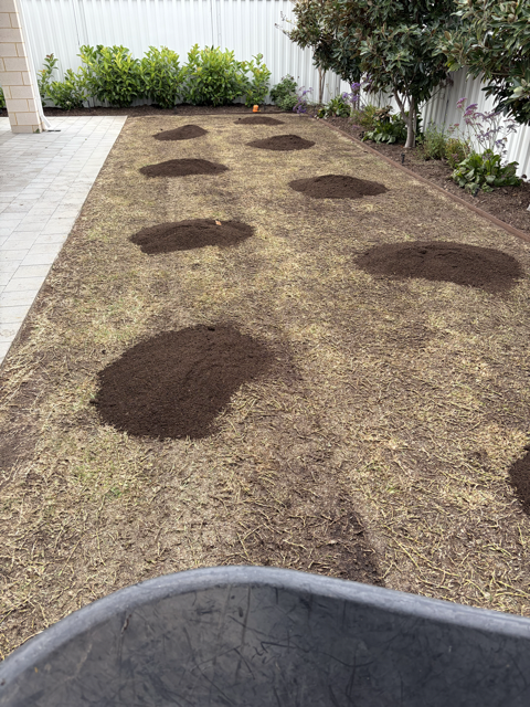 A lawn after top dressing by Cotton's Mowing