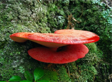 fistulina hepatica