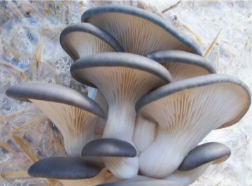 Pleurotus columbinus