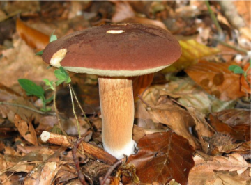 Boletus badius
