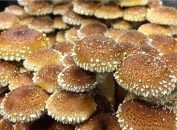 Chestnut Mushroom