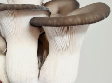 Elf Oyster
