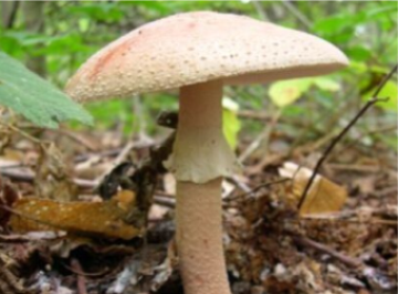 Amanita rubescens