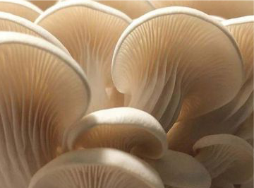 Elm Oyster