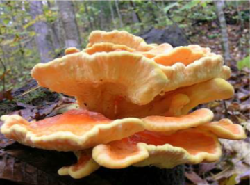 Laetiporus sulphureus
