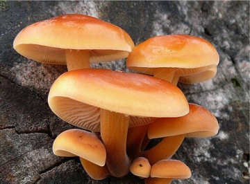 Flammulina velutipes