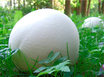 Calvatia gigantea