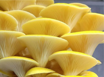 Golden Oyster