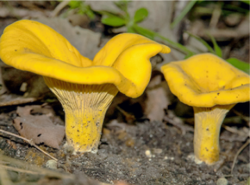 Cantharellus cibarius