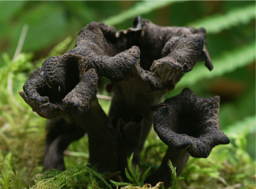 Craterellus cornucopioides