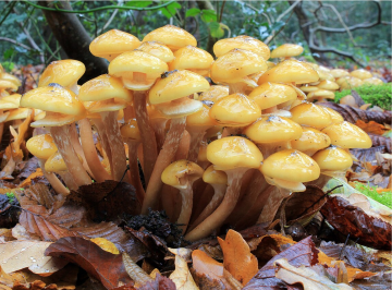 Armillaria mellea