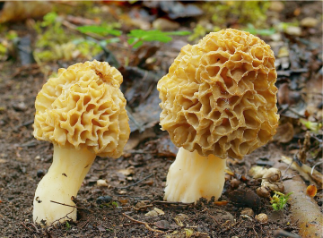 Morchella esculenta